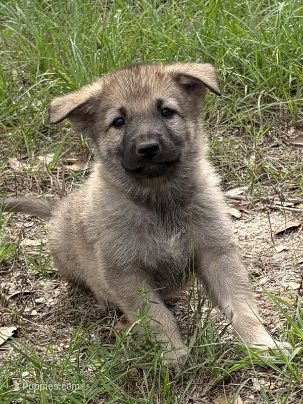 Blade – German Shepherd Dog puppy for sale in Altair, TX