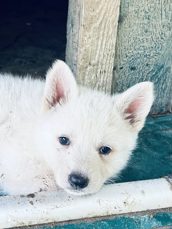 Belle – German Shepherd Dog puppy for sale in Altair, TX