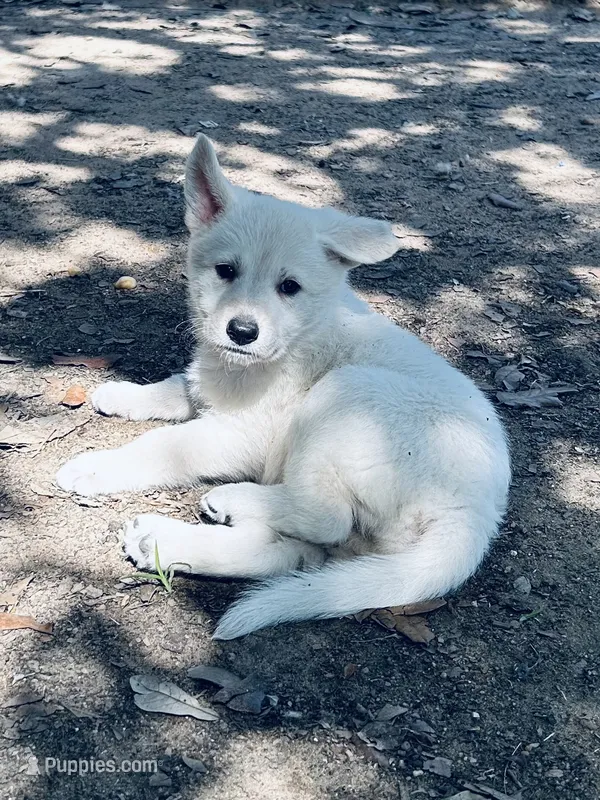 Aspen – German Shepherd Dog puppy for sale in Altair, TX