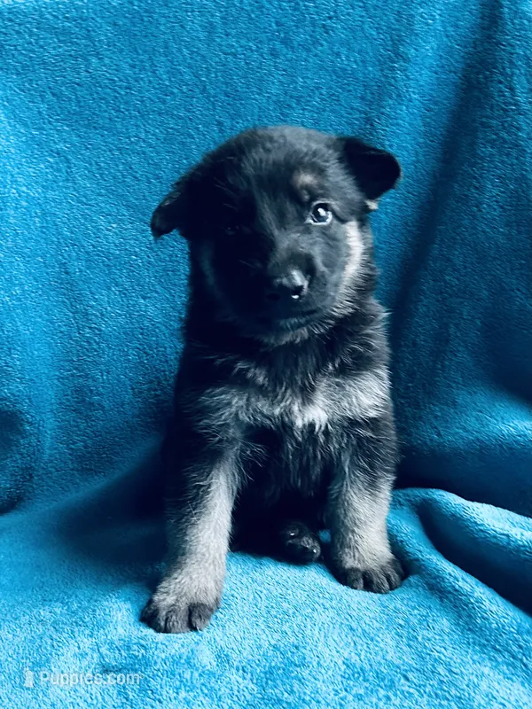 Jimmy – German Shepherd Dog puppy for sale in Altair, TX