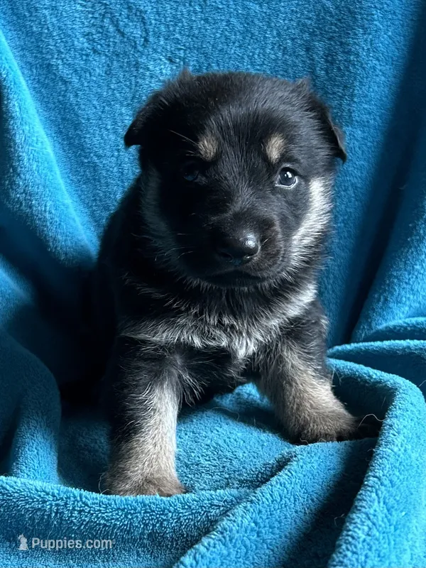 Kaiser – German Shepherd Dog puppy for sale in Altair, TX