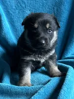Kaiser, a male German Shepherd Dog for sale in Altair, TX – 1 of 2
