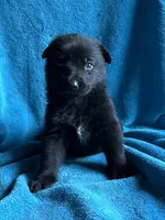 Maverick, a male German Shepherd Dog for sale in Altair, TX – 2 of 3
