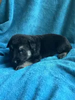 Gunner, a male German Shepherd Dog for sale in Altair, TX – 2 of 2