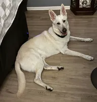 Gunther, a male German Shepherd Dog for sale in Altair, TX – 4 of 7