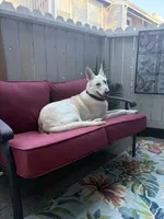 Gunther, a male German Shepherd Dog for sale in Altair, TX – 2 of 7
