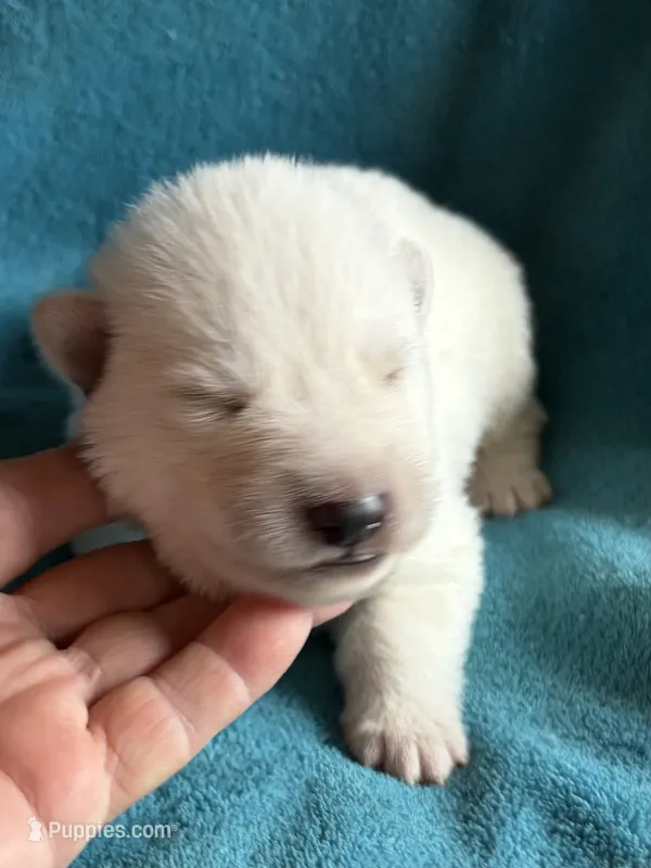 Hans – German Shepherd Dog puppy for sale in Altair, TX