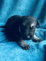 Lola, a male German Shepherd Dog for sale in Altair, TX – 2 of 2