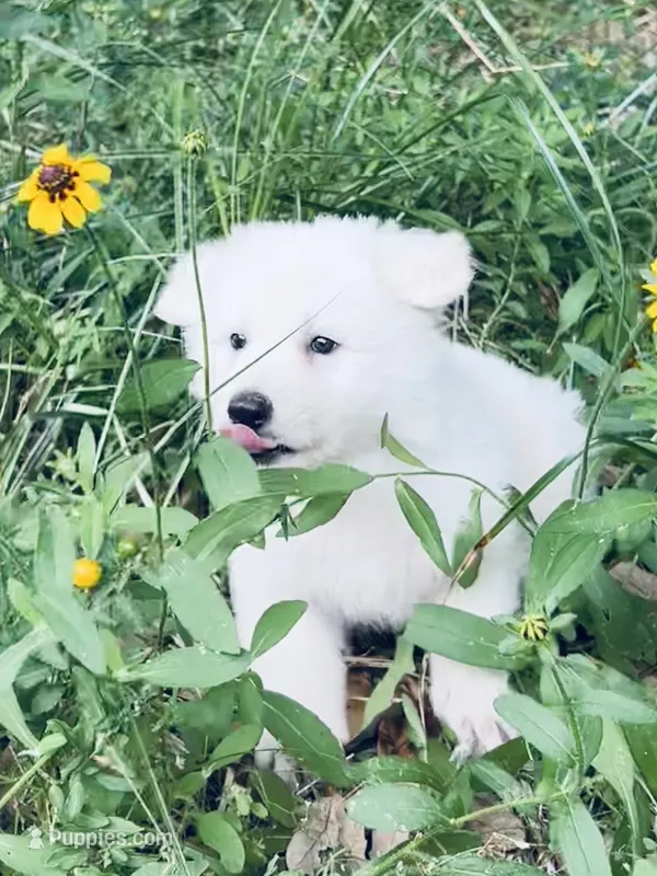 Helga – German Shepherd Dog puppy for sale in Altair, TX