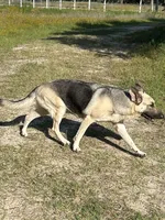 Mercedes, a female German Shepherd Dog for sale in Altair, TX – 2 of 2