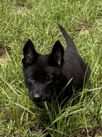 Maverick, a male German Shepherd Dog for sale in Altair, TX – 4 of 6