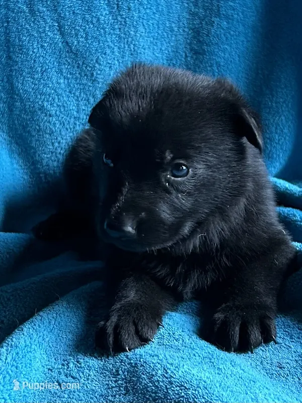 Maverick – German Shepherd Dog puppy for sale in Altair, TX