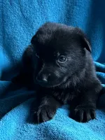 Maverick, a male German Shepherd Dog for sale in Altair, TX – 1 of 3