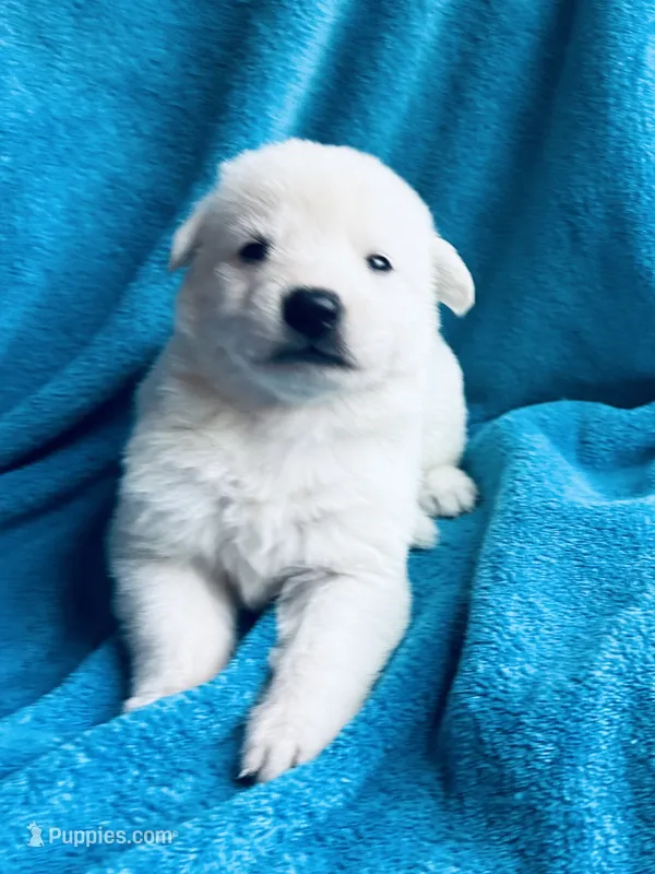 Lexi – German Shepherd Dog puppy for sale in Altair, TX