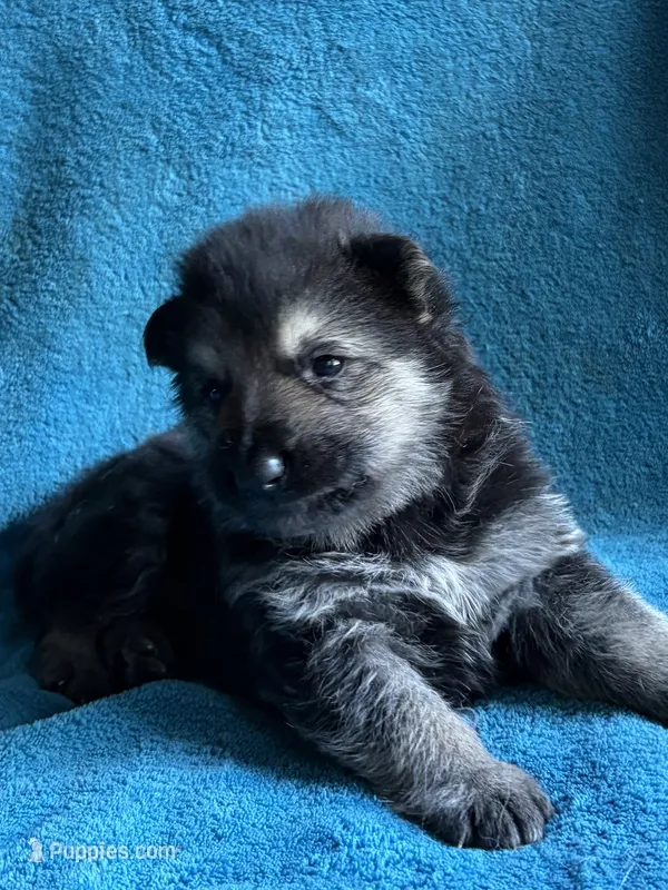 Lucas – German Shepherd Dog puppy for sale in Altair, TX