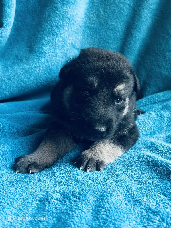 Gunner – German Shepherd Dog puppy for sale in Altair, TX