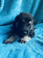 Gunner, a male German Shepherd Dog for sale in Altair, TX – 1 of 2