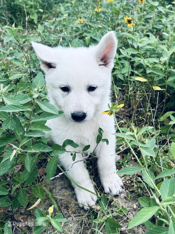 Aspen – German Shepherd Dog puppy for sale in Altair, TX