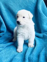 Ulrich, a male German Shepherd Dog for sale in Altair, TX – Photo 1 of 6