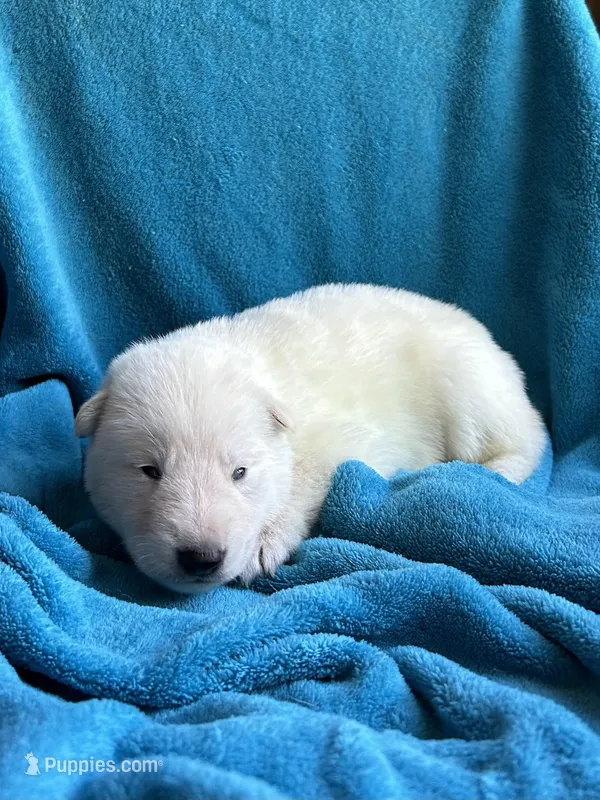 Ulrich – German Shepherd Dog puppy for sale in Altair, TX