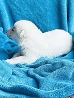 Ulrich, a male German Shepherd Dog for sale in Altair, TX – Photo 3 of 6