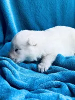 Ulrich, a male German Shepherd Dog for sale in Altair, TX – Photo 5 of 6