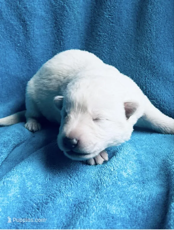 Ulrich – German Shepherd Dog puppy for sale in Altair, TX