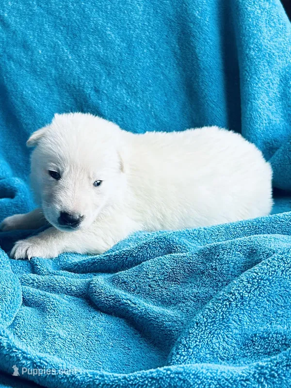 Ulrich – German Shepherd Dog puppy for sale in Altair, TX