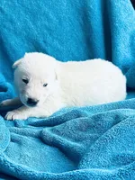 Ulrich, a male German Shepherd Dog for sale in Altair, TX – Photo 2 of 6