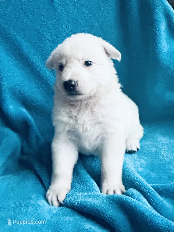 Arthur – German Shepherd Dog puppy for sale in Altair, TX