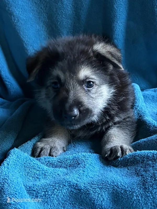 Klaus – German Shepherd Dog puppy for sale in Altair, TX