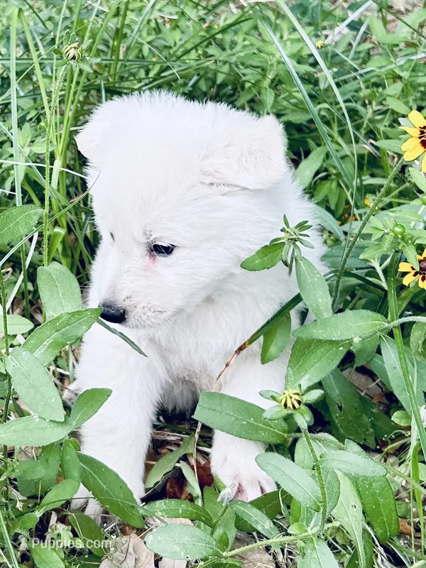 Justin – German Shepherd Dog puppy for sale in Altair, TX