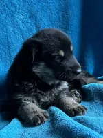 Gunner, a male German Shepherd Dog for sale in Altair, TX – 2 of 2