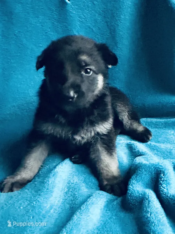 Quinn – German Shepherd Dog puppy for sale in Altair, TX