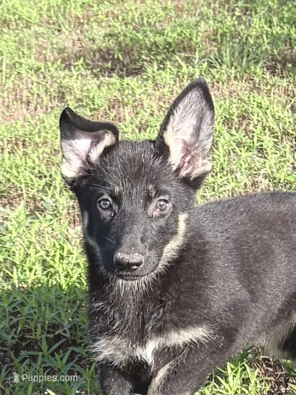 Jade – German Shepherd Dog puppy for sale in Altair, TX