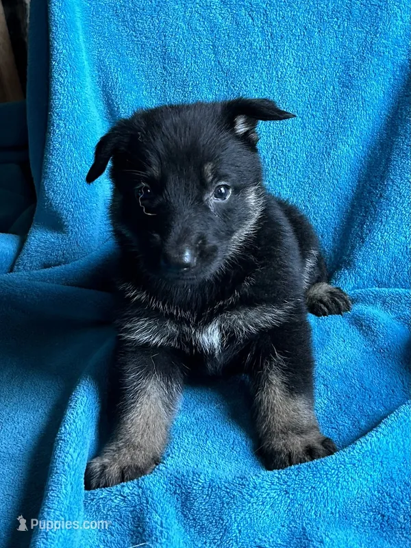 Jade – German Shepherd Dog puppy for sale in Altair, TX