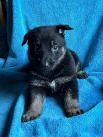 Jade, a female German Shepherd Dog for sale in Altair, TX – 1 of 2