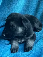 Quinn, a male German Shepherd Dog for sale in Altair, TX – 2 of 2