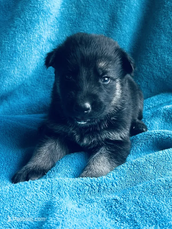 Quinn – German Shepherd Dog puppy for sale in Altair, TX