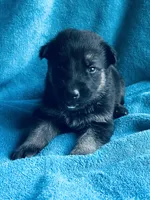 Quinn, a male German Shepherd Dog for sale in Altair, TX – 1 of 2