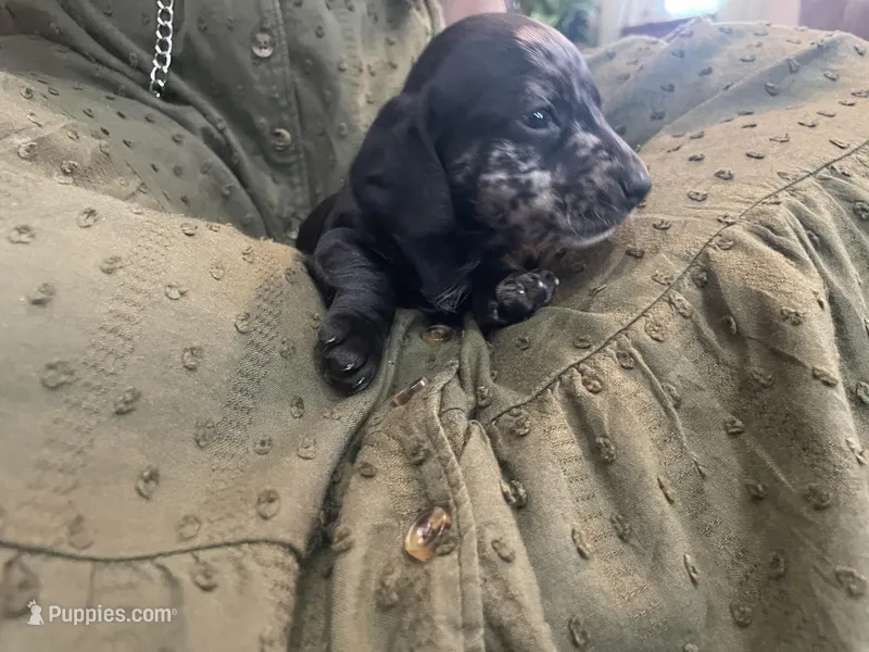 Star – Miniature Dachshund puppy for sale in Lobelville, TN
