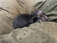 Star, a male Miniature Dachshund for sale in Lobelville, TN – Photo 4 of 8