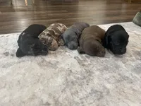 Star, a male Miniature Dachshund for sale in Lobelville, TN – Photo 8 of 8