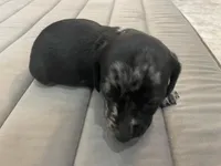 Star, a male Miniature Dachshund for sale in Lobelville, TN – Photo 2 of 8