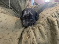 Star, a male Miniature Dachshund for sale in Lobelville, TN – Photo 6 of 8