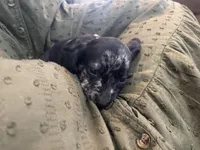 Star, a male Miniature Dachshund for sale in Lobelville, TN – Photo 7 of 8