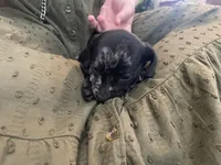 Star, a male Miniature Dachshund for sale in Lobelville, TN – Photo 5 of 8