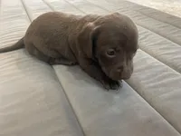 Hershey, a female Miniature Dachshund for sale in Lobelville, TN – 6 of 8