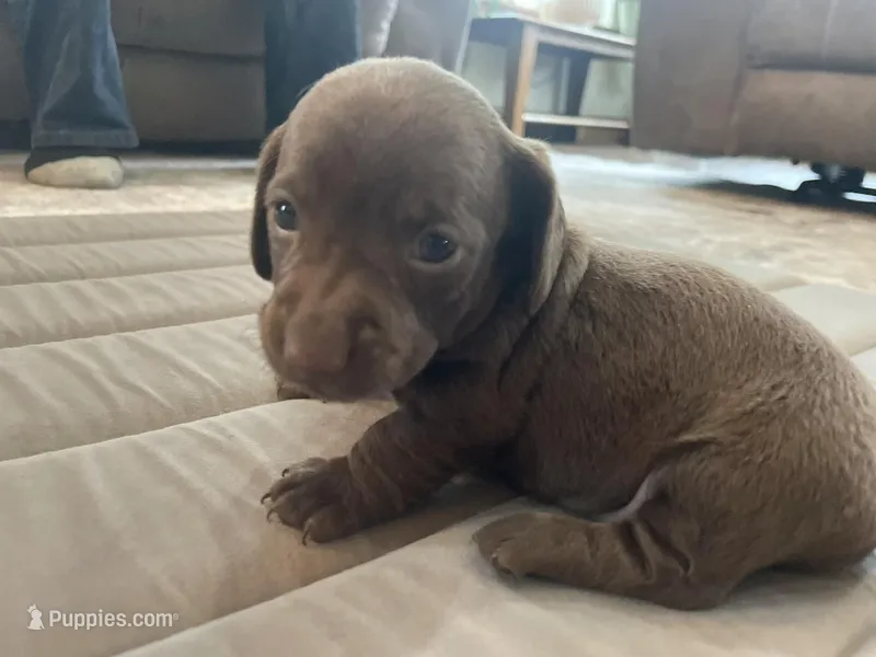 Hershey – Miniature Dachshund puppy for sale in Lobelville, TN