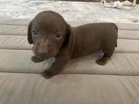 Hershey, a female Miniature Dachshund for sale in Lobelville, TN – 7 of 8